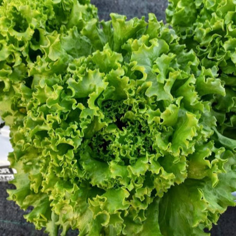 Medium early lettuce seed - LS 21100 - Esasem S.p.A. - bacterial spot ...