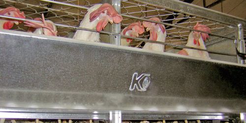 Pullet farming system - Ecoplus  - kutlusan