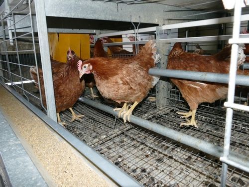 Pullet farming system - AGK 3600 - Salmet