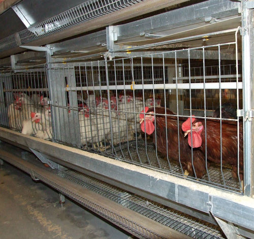 Pullet farming system - PS2800 - Salmet