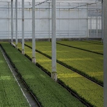 Greenhouse covering film - DURATERMIC SHADOW - Solplast S.A. - UV protection / thermal / recyclable