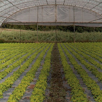 Greenhouse sheeting - INDASOL ANTIVIRUS - Solplast S.A. - UV-resistant / thermal / cooling