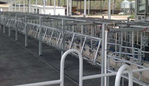 Cow milking parlor - NARAS Makina AŞ - herringbone / rapid exit