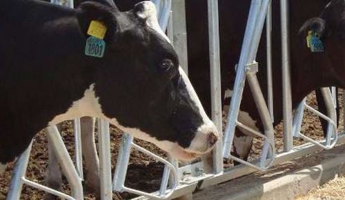 Cattle headlock - NARAS Makina AŞ - self-locking / tubular