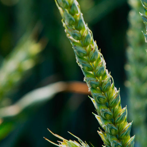 Early wheat seed - Apache - Limagrain Europe - very early / winter / rust resistant