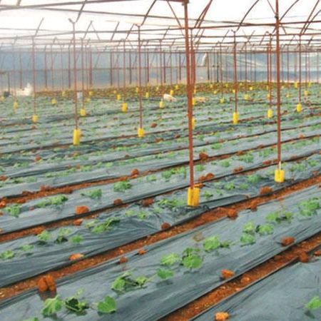 Weed control sheeting - İSTANBUL SERA PLASTİK SAN.VE TİC.A.Ş. - for soil disinfection / plastic / transparent