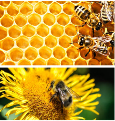 Animal nutritional supplement - Vitamin E Plus Bee - Extrafarm Albania - for bees / vitamin / mineral