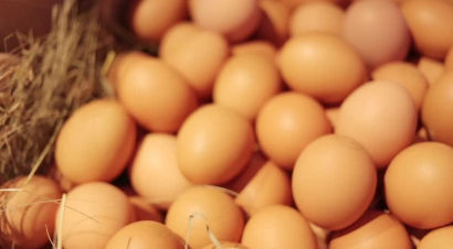 Animal nutritional supplement - Extra Mix for Layers - Extrafarm Albania - poultry / vitamin / mineral
