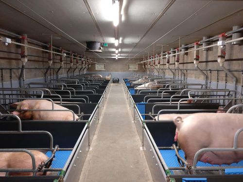 Livestock partition - Vervaeke - for pigs / plastic