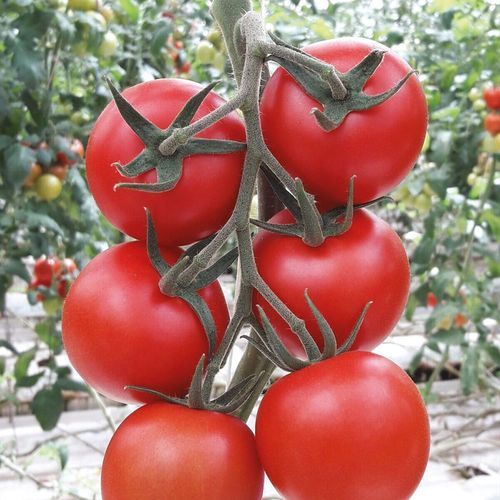 Red tomato seed - SENCRON - Manier Seeds - round / soilless system