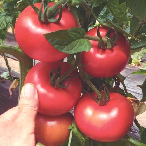 Pink tomato seed - MRT 9071 - Manier Seeds - round