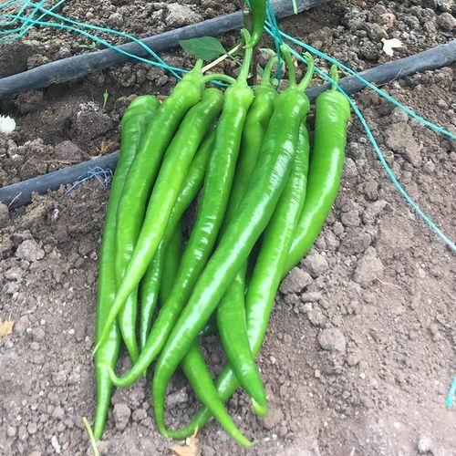 Early pepper seed - DERMAN - Manier Seeds - for greenhouse cultivation / green