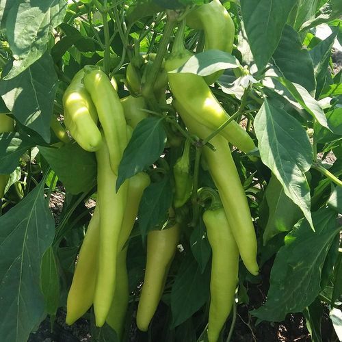 Greenhouse cultivation pepper seed - MRP 9011 - Manier Seeds - green