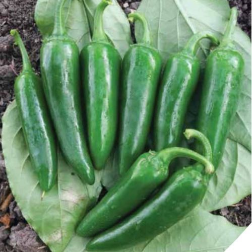 Red pepper seed - SONARO - Manier Seeds - green
