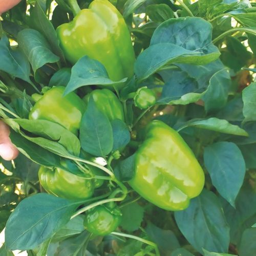 Greenhouse cultivation pepper seed - TENIS - Manier Seeds - green / red