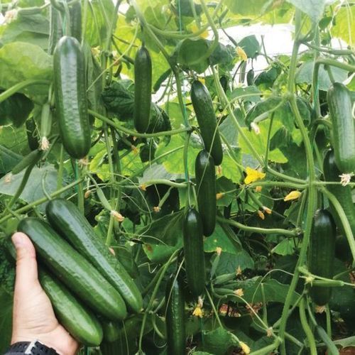 Medium early cucumber seed - SERİ - Manier Seeds - winter / spring / autumn