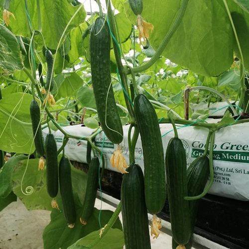 Very early cucumber seed - BESTA - Manier Seeds - spring / autumn / green