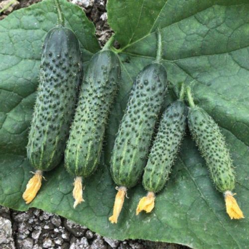 Green cucumber seed - MRC 1082 - Manier Seeds - cylindrical