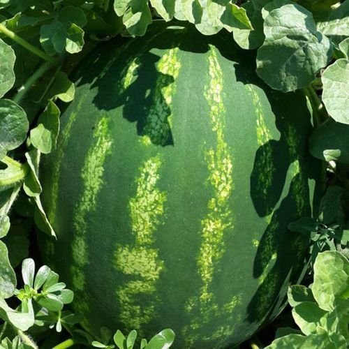 Medium early watermelon seed - ATAKAN - Manier Seeds - red / green