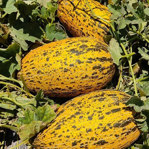 Early melon seed - KAFKA - Manier Seeds - for greenhouse cultivation / yellow