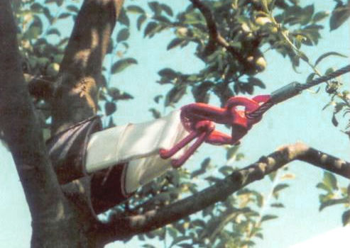 Fruit tree shaker - Shuttler - Tuthill Temperley - mounted / wire rope / small tree