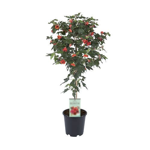 Pot flowering shrub - TIGE RED - Graines Voltz - Voltz Horticulture - red flowers