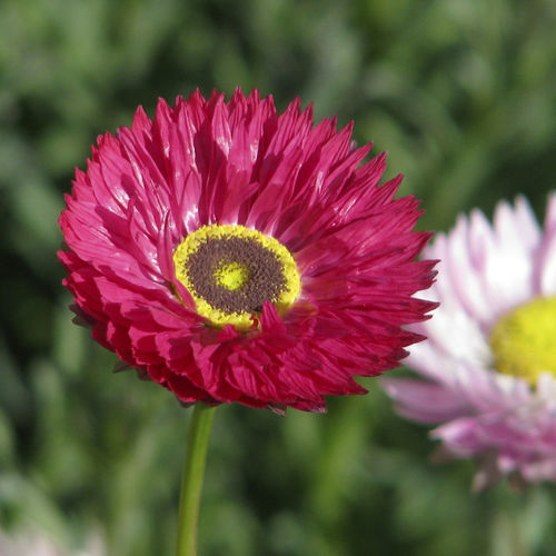 Annual floral seed - BONNIE - Graines Voltz - Voltz Horticulture - red / yellow / to cut