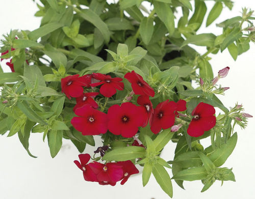 Annual floral seed - GISELE® - Graines Voltz - Voltz Horticulture - red / white / pink