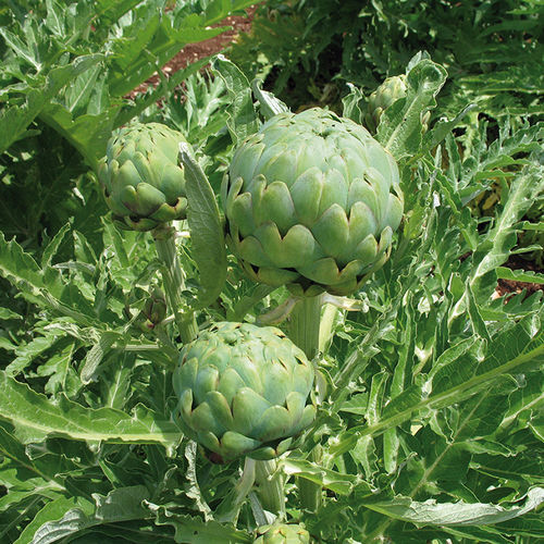 Annual artichoke seed - IMPÉRIAL STAR - Graines Voltz - Voltz Horticulture