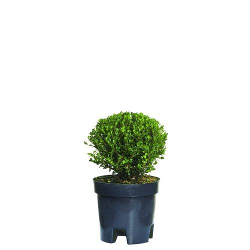 Pot shrub - Buxus - Vivai Piante GIEFFE Soc. agr. semplice - for hedges / white flowers