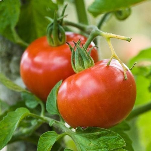 Red tomato seed - Berner Rose - MSL GmbH & Co. KG - round / biological