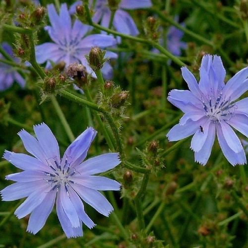 Early chicory seed - 15222 - MSL GmbH & Co. KG - perennial