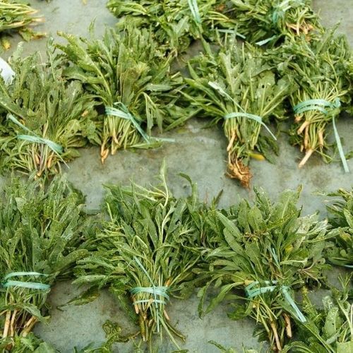 Perennial wild arugula seed - 18732 - MSL GmbH & Co. KG - biological