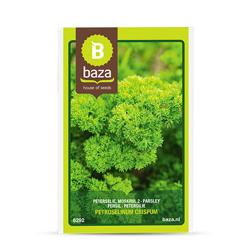 Parsley seed - Moskrul 2 - BAZA Seeds Holland b.v.