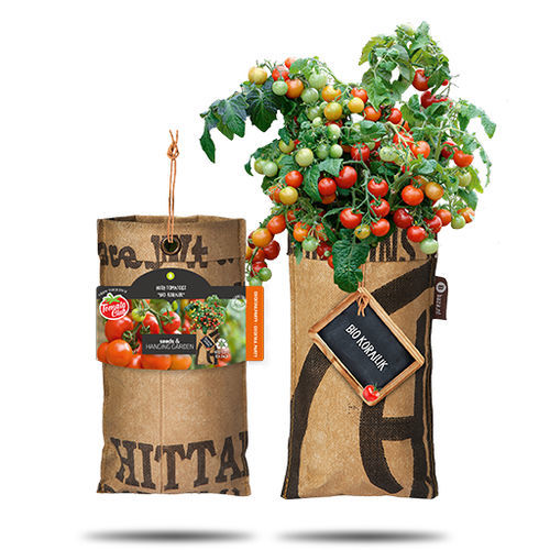Yellow cherry tomato seed - COCKATAIL PARTY - BAZA Seeds Holland b.v. - red / biological / in bag