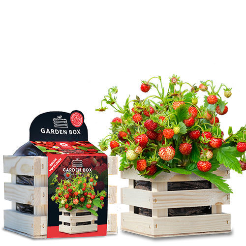 Biological strawberry seed - 1807747 - BAZA Seeds Holland b.v.