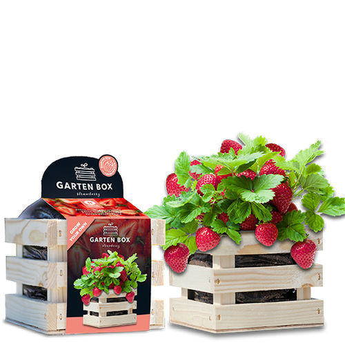 Biological strawberry seed - 1807744 - BAZA Seeds Holland b.v.