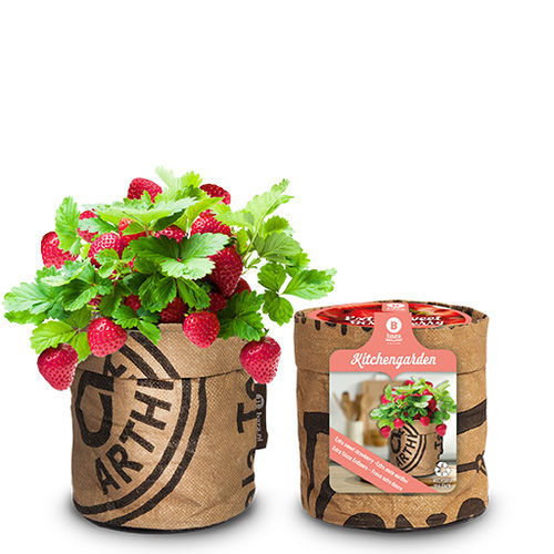 Red strawberry seed - 18027040 - BAZA Seeds Holland b.v. - biological