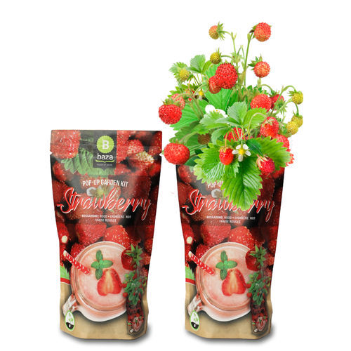 Red strawberry seed - 18047260 - BAZA Seeds Holland b.v.