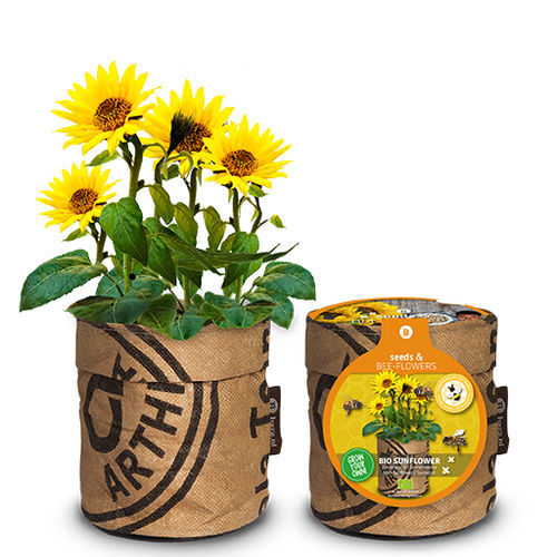 Early sunflower seed - 18027391 - BAZA Seeds Holland b.v. - biological