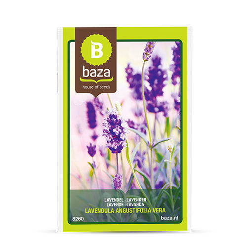 Perennial floral plant - 8260 - BAZA Seeds Holland b.v. - purple / for garden