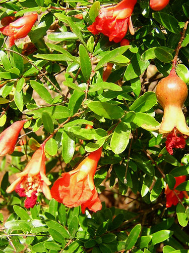 Flower bed flowering shrub - PUNICA GRANATUM - Vivai Toso Orlando Soc. Agricola - red flowers