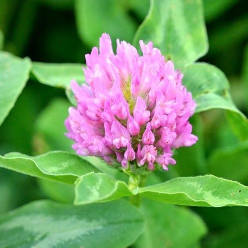 Clover cover crop - AGIL - SEED SERVICE s.r.o. - for animal feed ...