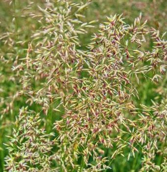 Oat fodder - LEGAN - SEED SERVICE s.r.o. - soil structure / for animal feed / for cattle