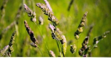 Orchardgrass fodder - HARVESTAR - SEED SERVICE s.r.o. - for animal feed / for pasture / for cattle