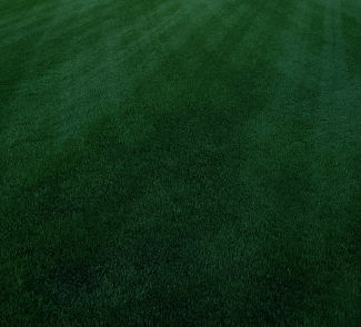 Seed turf - Perennial Ryegrass PRESIDIAN - SEED SERVICE s.r.o.