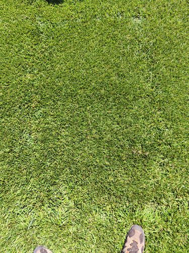 Seed turf - Festuca Arundinacea Sitka - SEED SERVICE s.r.o.