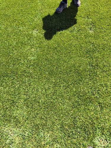 Seed turf - Festuca arundinacea PICABU - SEED SERVICE s.r.o.