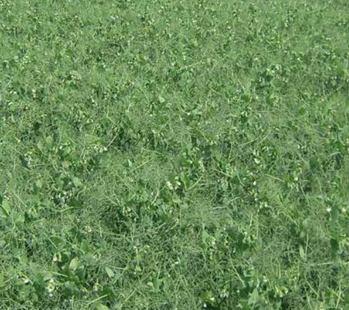 Medium early protein pea seed - BALLTRAP - SEED SERVICE s.r.o. - winter / resistant to lodging / cold-resistant