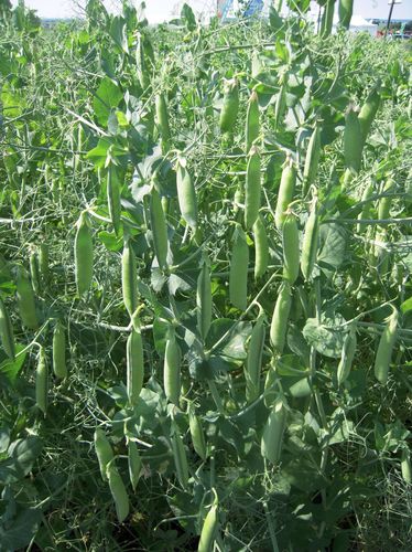 Winter protein pea seed - AVIRON - SEED SERVICE s.r.o. - spring / cold-resistant / fodder
